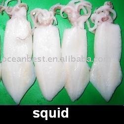 Frozen Squid