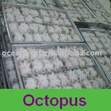 Octopus( seafood )