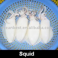 Baby Squid