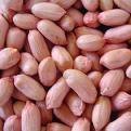 peanut kernels 24/28 28/32 34/38 38/42 45/55