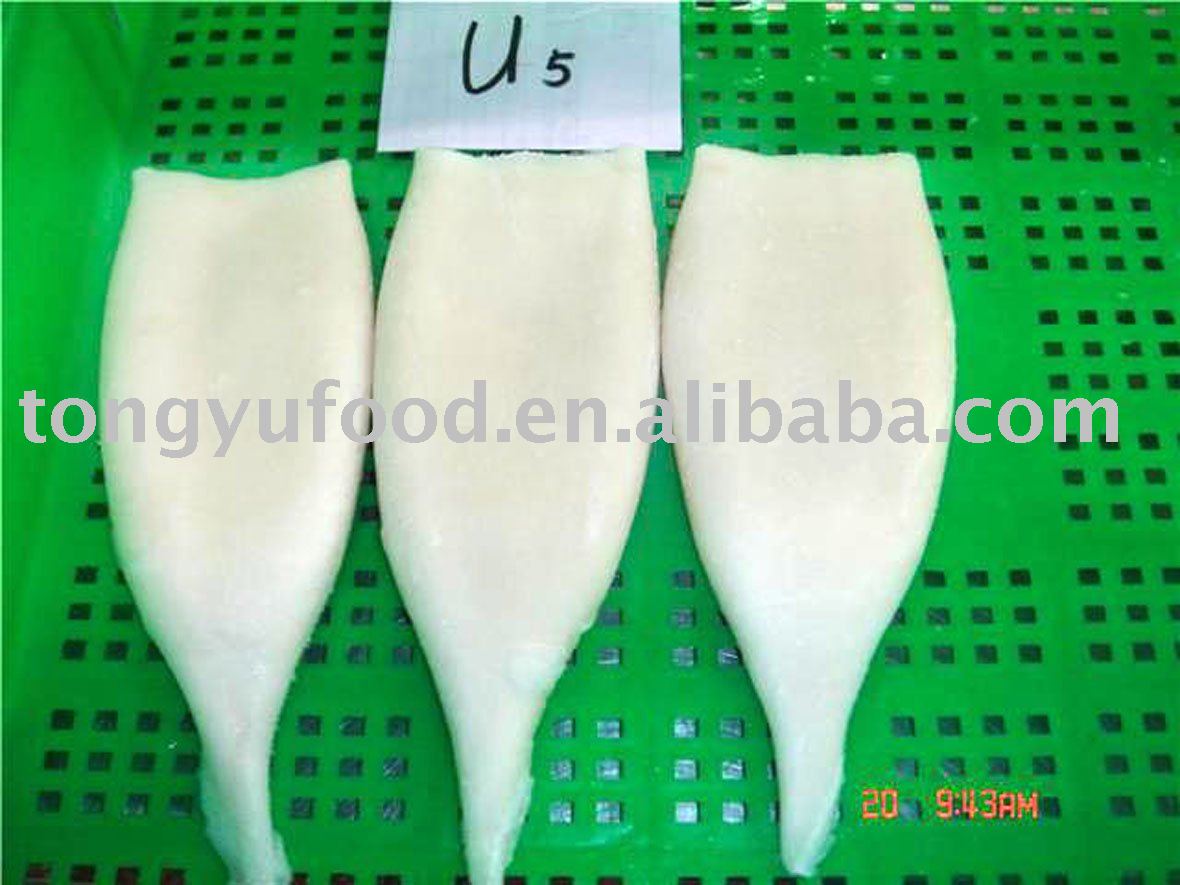 todarodes squid-U10