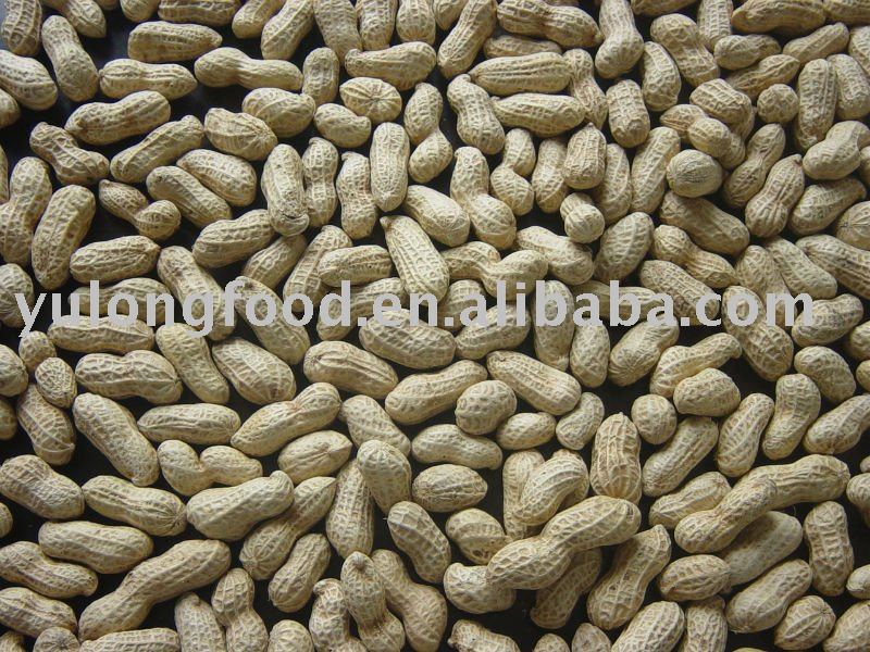 raw peanut in shell