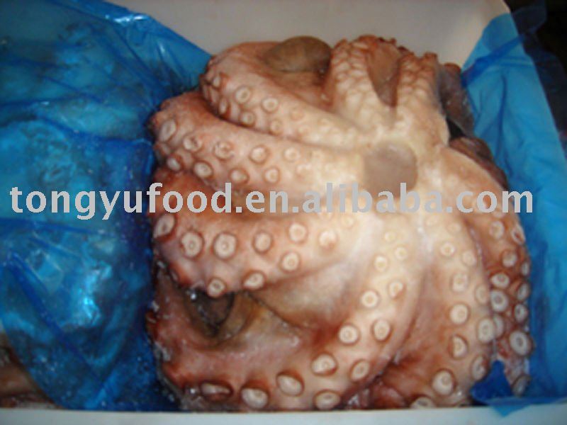  whole   octopus 