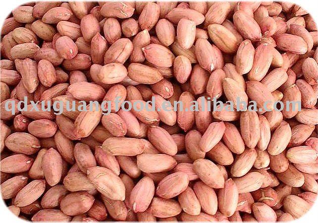 chinese raw peanuts kernels  peanut fresh groundnut