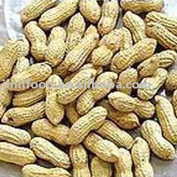  Raw  groundnut  inshell