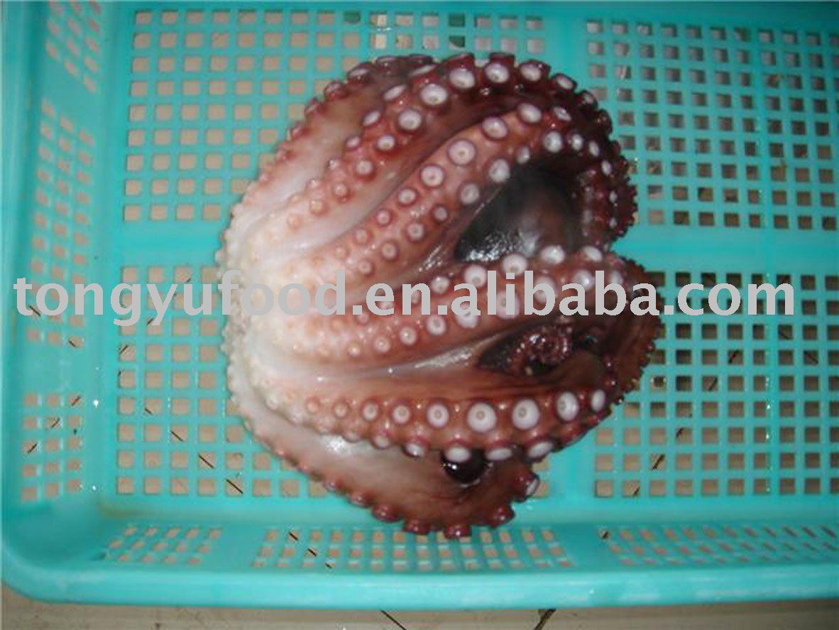 frozen whole common octopus