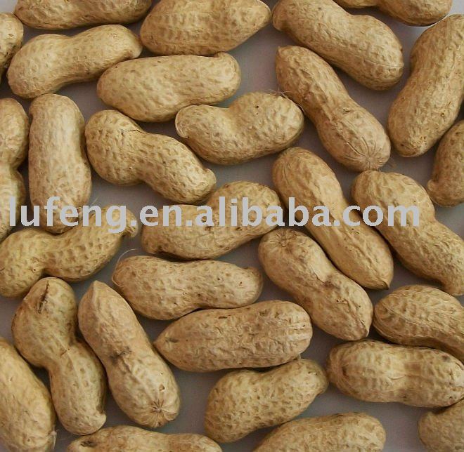 Peanut in the  shell 