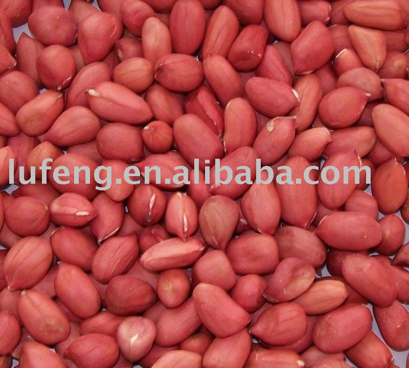  Peanut   Kernel  with  red   Skin 