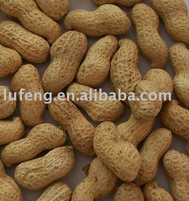 Roasted Shelled Peanut