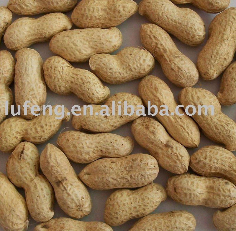 Chinese Peanut in the Shell