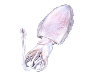  Frozen   Cuttle   fish 