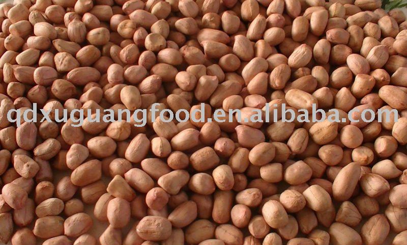 peanut kernels 35/40   groundnut