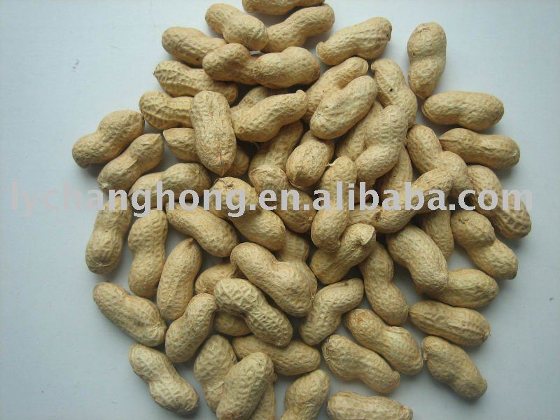 raw peanuts in shell