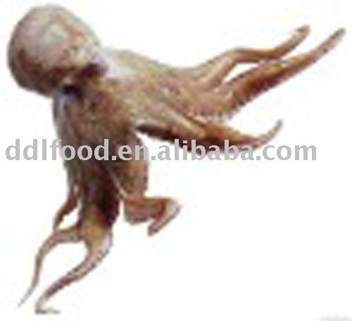 frozen  whole   octopus 