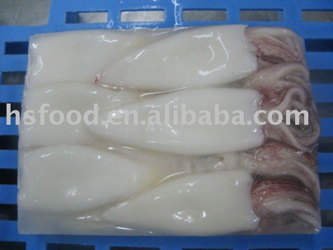  squid  tube  TT 