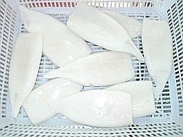 todarodes pacificus squid tube u7