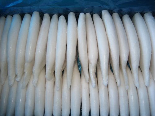 ILLEX  ARGENTINUS   SQUID  TUBE U7