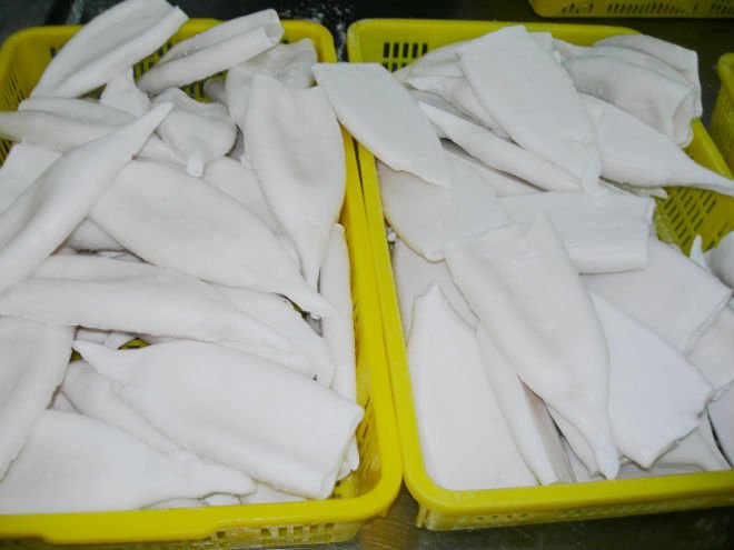 todarodes pacificus squid tube u15