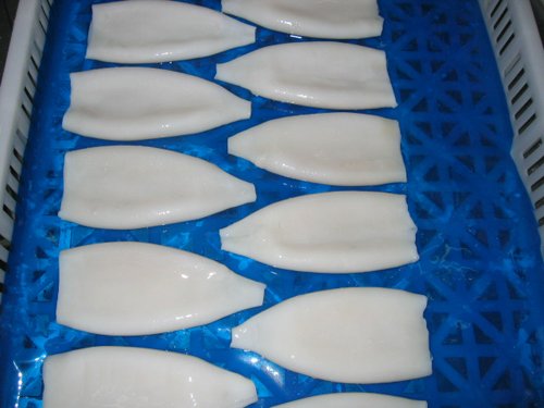 U20 OF TODARODES PACIFICUS SQUID TUBE