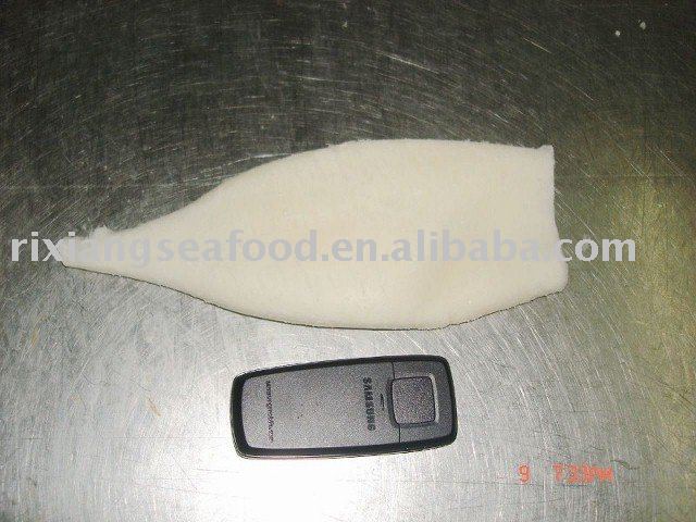 OMMASTREPHES BARTRAMI SQUID TUBE U3