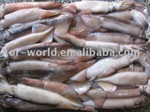 frozen squid
