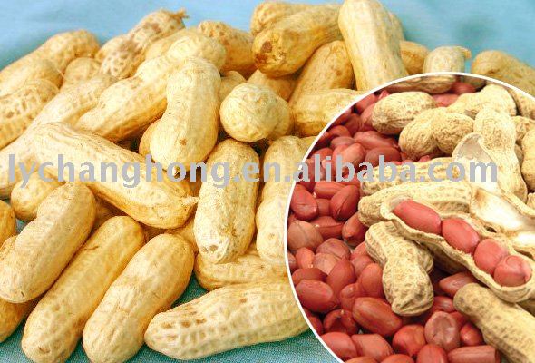 best quality new crop peanut