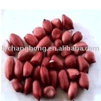 new crop peanut kernels