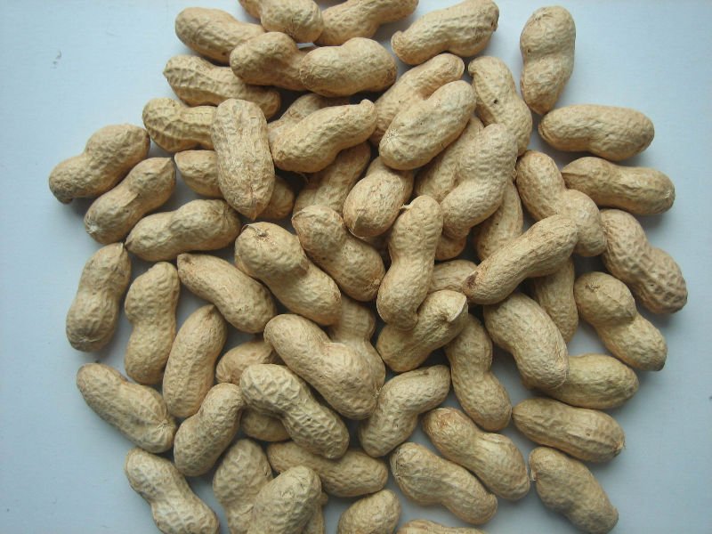 new crop peanut in shell
