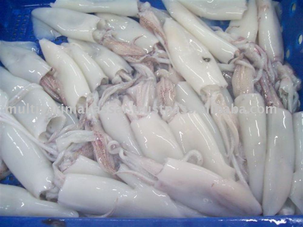 SQUID