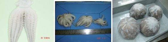 Frozen Octopus