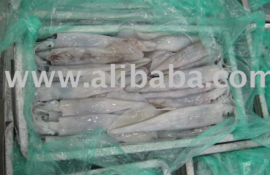 Whole loligo squid