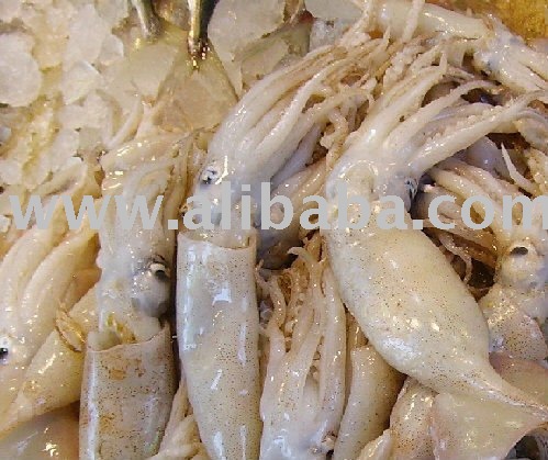 Quality Squid for Sale