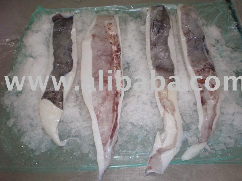 Bait strips giant squid