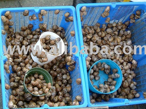 FRESH WATER  SNAIL / ESCARGOT /POMACEA CANICULATA/HELIX POMATIAL