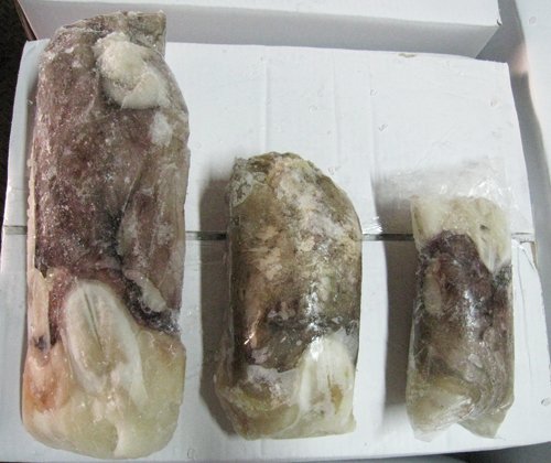 Cuttlefish Head