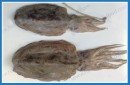 FROZEN CUTTLEFISH WHOLE ROUND