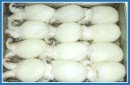 Mollusks - FROZEN BABY CUTTLEFISH WHOLE CLEAN