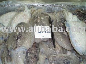 FROZEN CUTTLEFISH WHOLE ROUND
