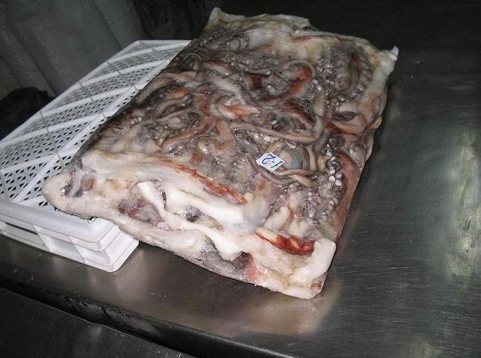Giant Squid Fillets Tentacles And Wings
