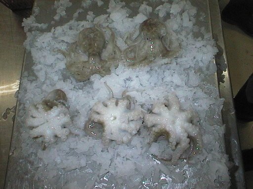  Frozen  Octopus