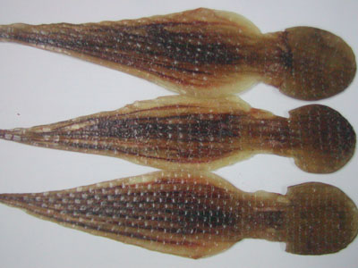 DRIED OCTOPUS