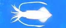  Whole   Cleaned   Squid 