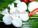 RAINBOW CUTTLEFISH