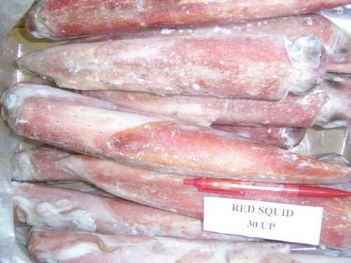 FROZEN SQUID