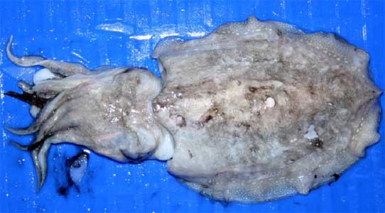 GG Black cuttlefish,Tunisia price supplier - 21food