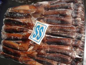  Illex   Argentinus   Squid 