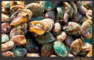 abalone