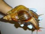 Giant snails,Banded white-lipped snail Brown garden snail (Helix aspersa) Edible snail Giant African