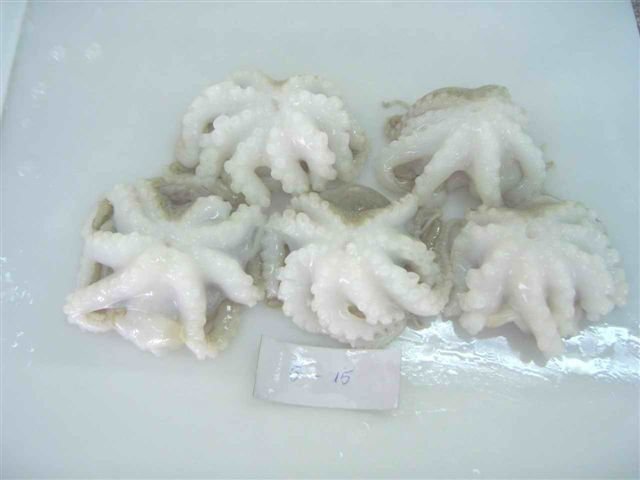 FROZEN BABY OCTOPUS  SINGLE  SKIN  FLOWER  ARRANGEMENT