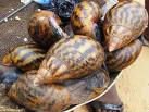 Giant African land snail,Brown garden snail (Helix aspersa),Glass snail ,Edible snail,,Amber snail,,